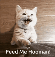 feed me hooman! cat